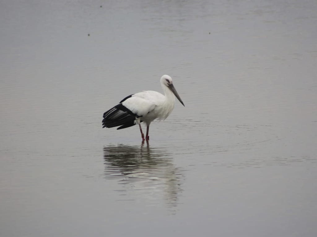 東播磨のコウノトリ