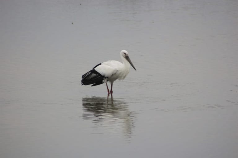 東播磨のコウノトリ