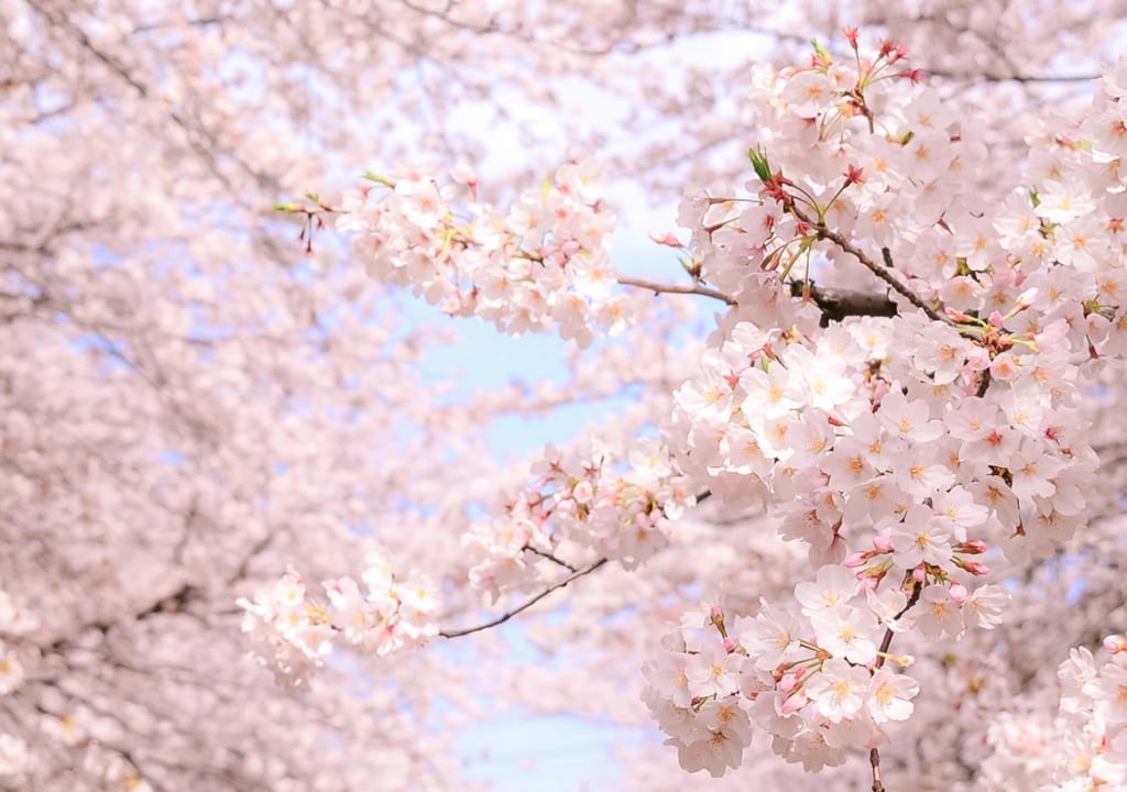 明石公園桜の花見