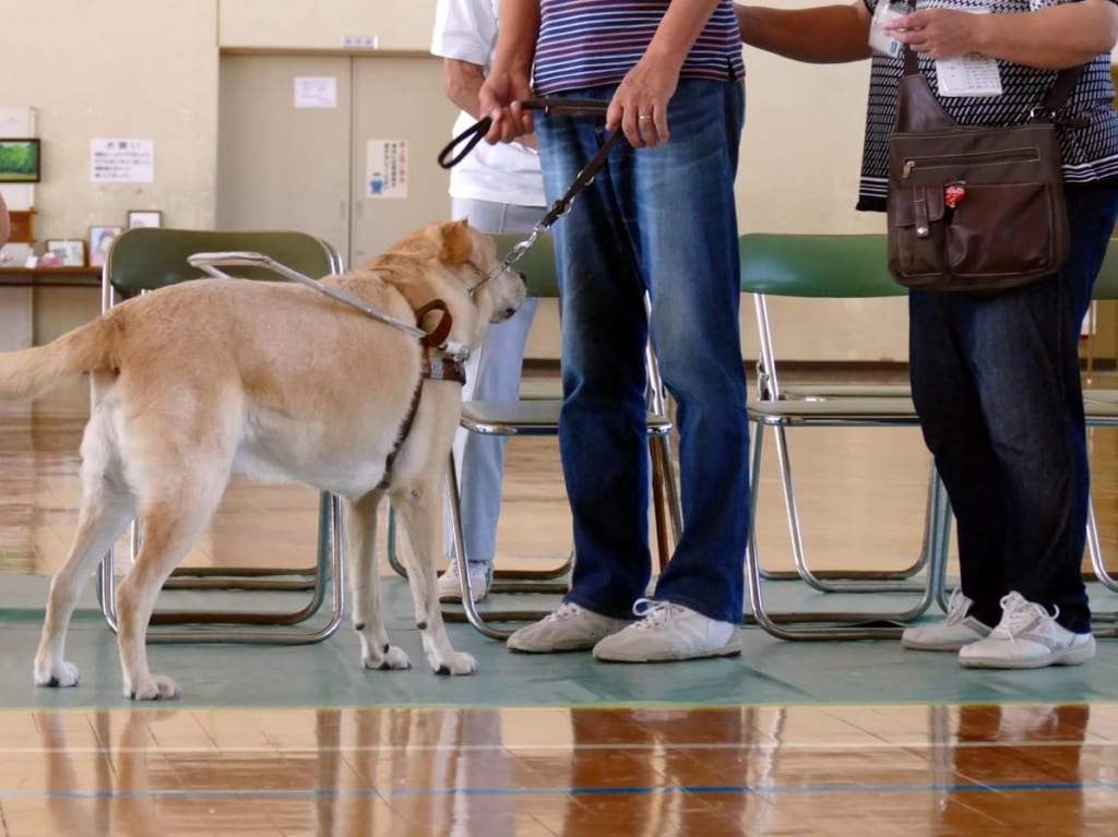 盲導犬のこと知っていますか？