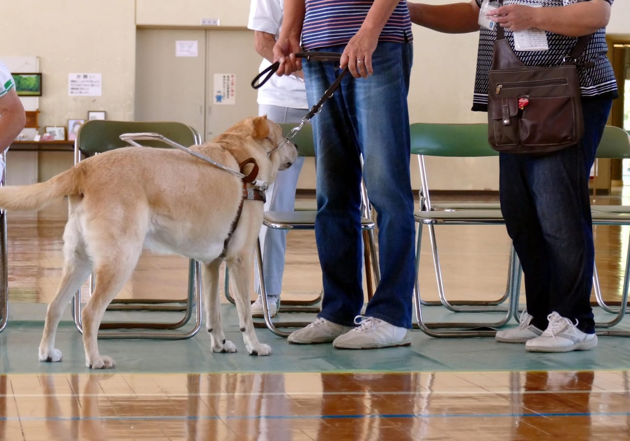 盲導犬のこと知っていますか？
